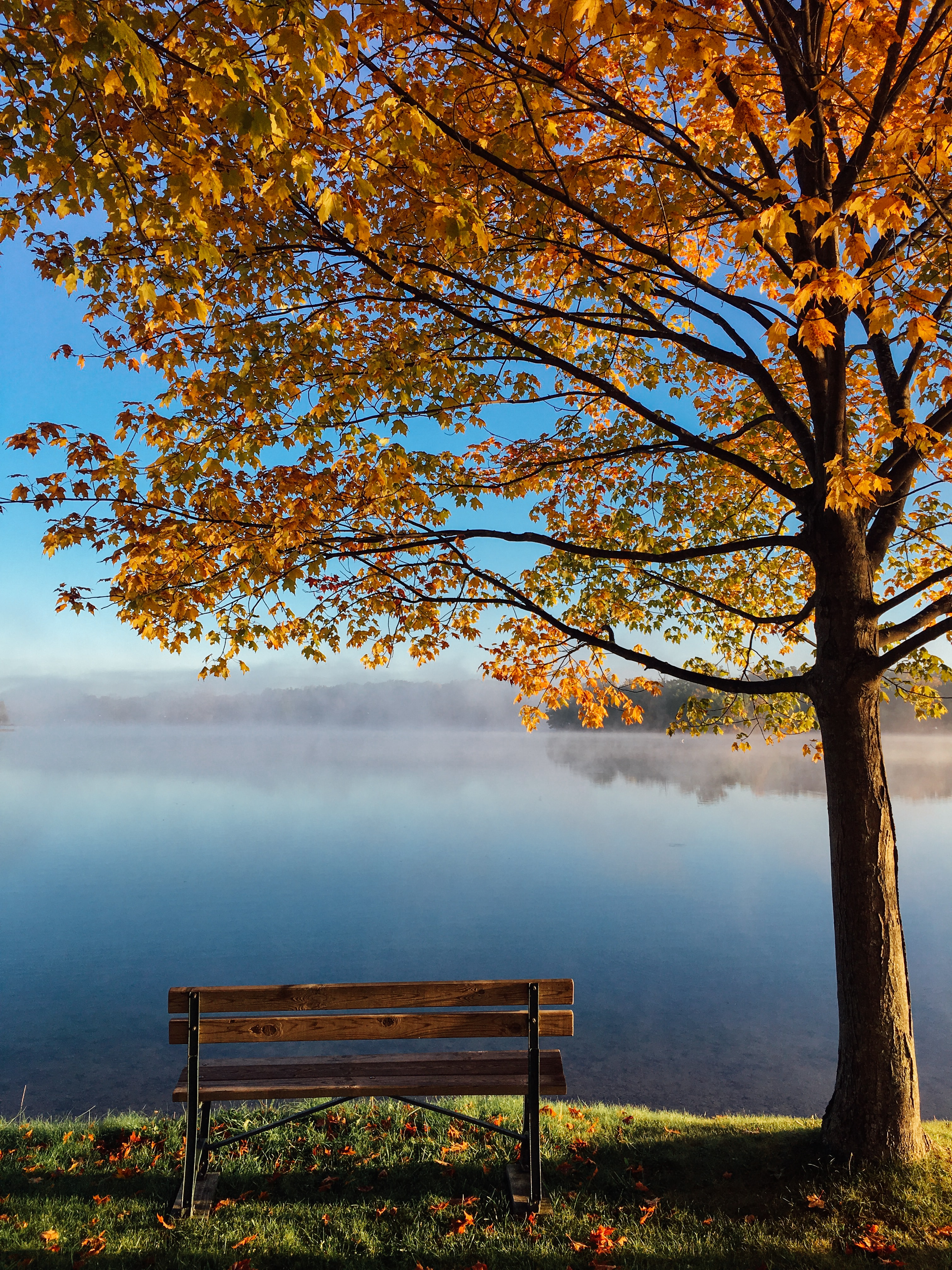 Bench Lake Tree grief triggers