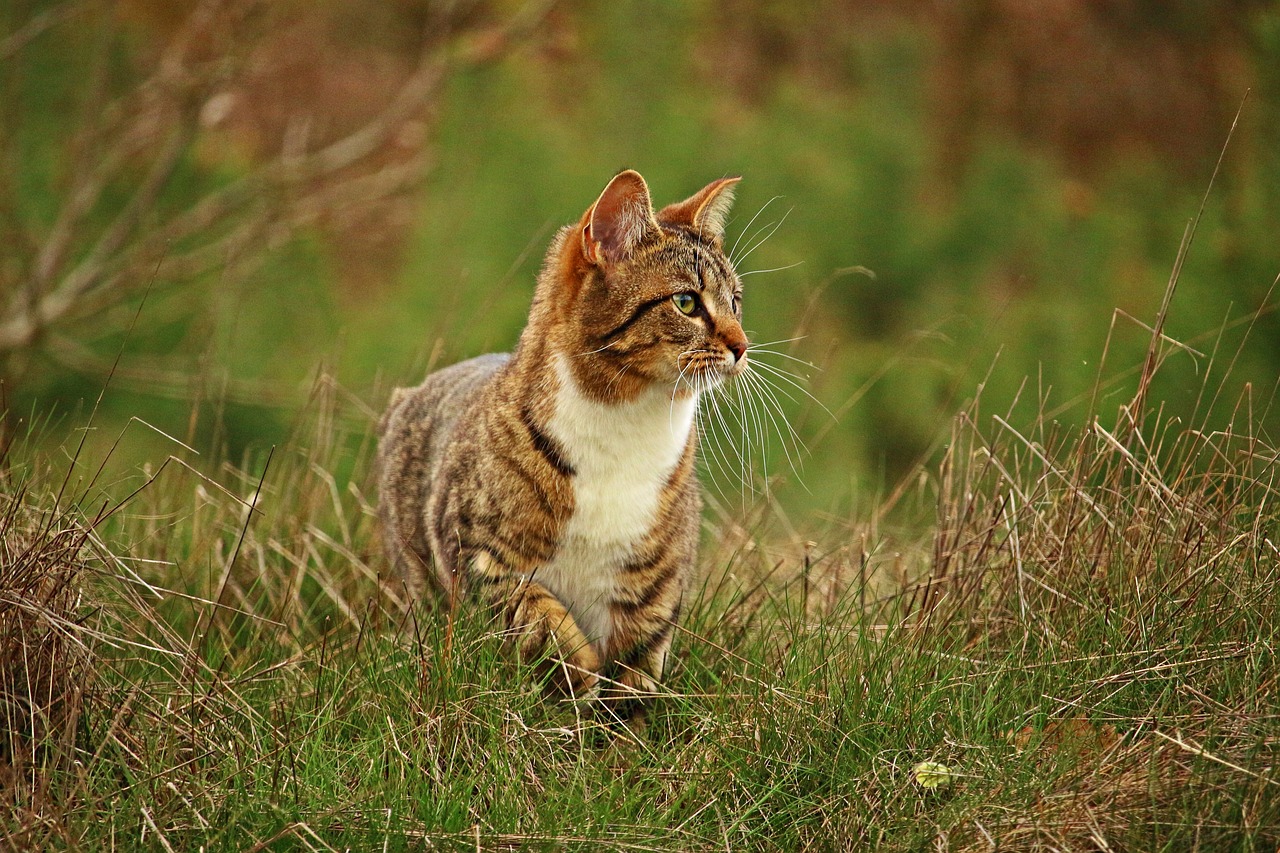Picture of can in grassy field