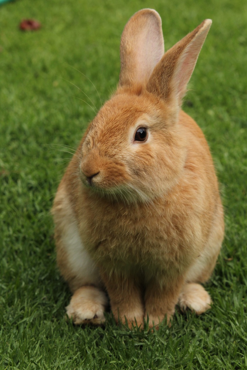 Picture of pet rabbit on green lawn.